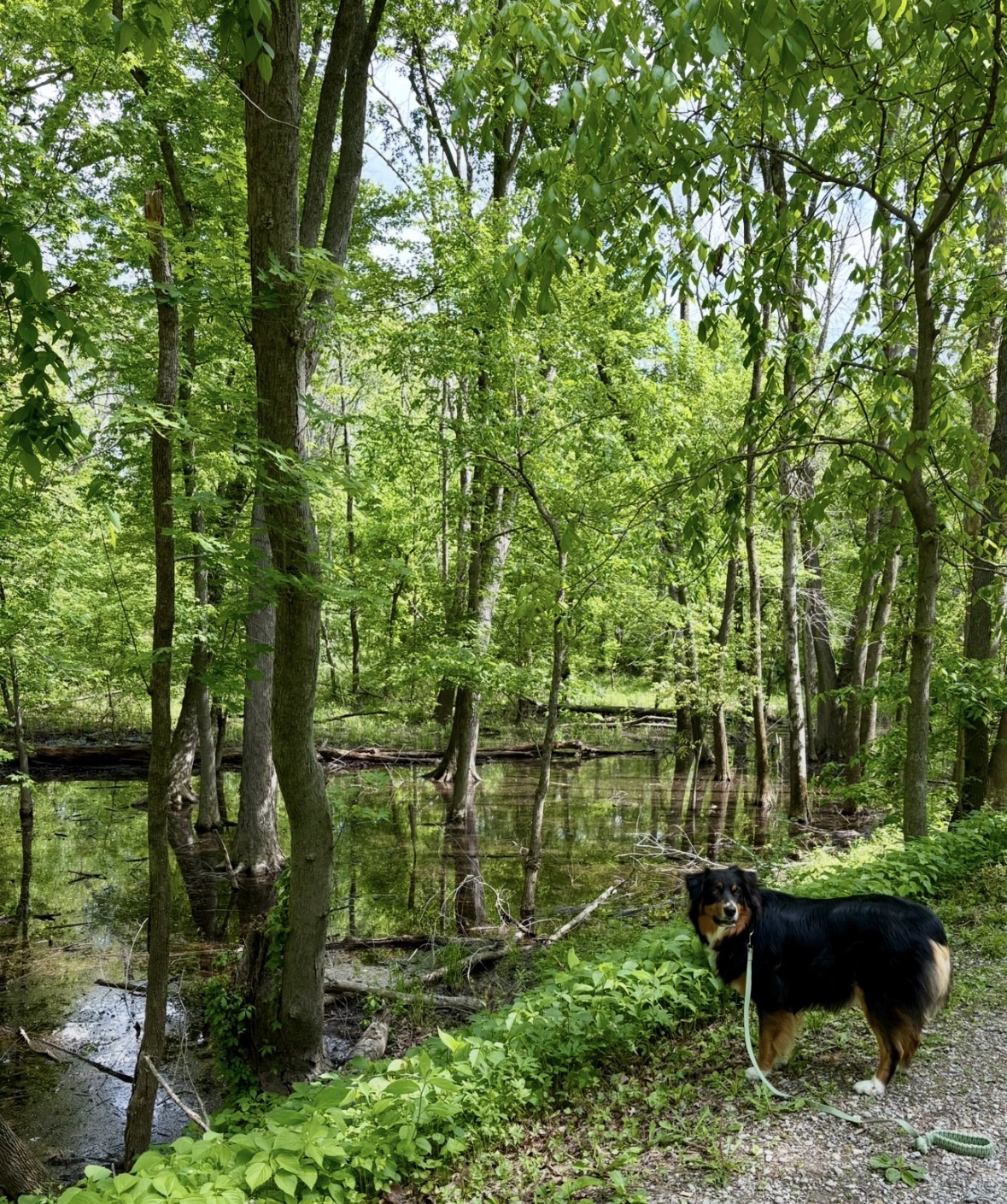 Australian Shepher on a bridge along a trail.